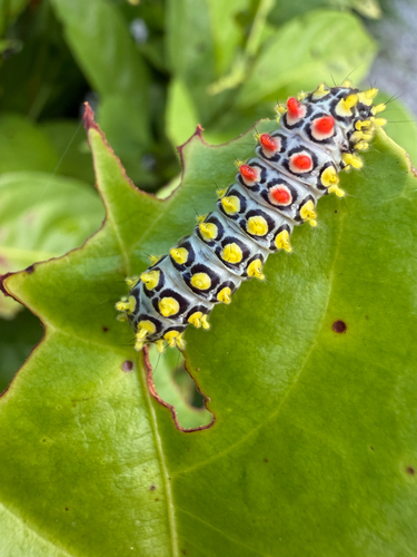 Drury's Jewel