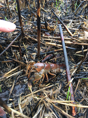 Procambarus gracilis