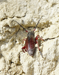 Dorcadion fulvum