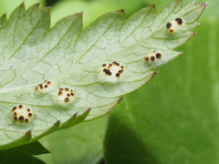 Puccinia aegopodii