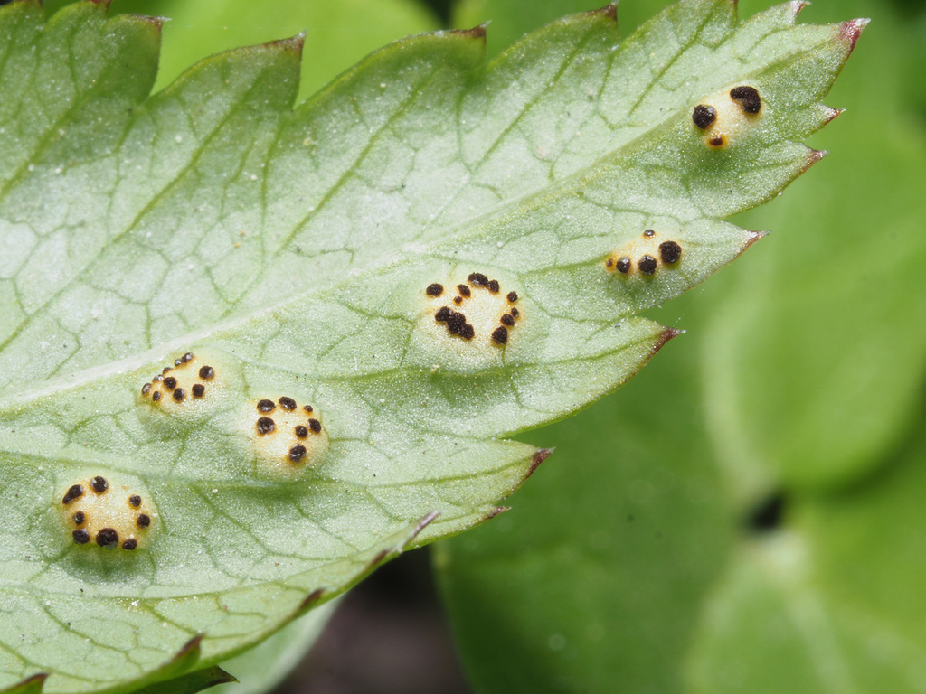 Puccinia aegopodii