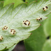Puccinia aegopodii - Photo (c) Felix Riegel, some rights reserved (CC BY-NC), uploaded by Felix Riegel