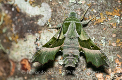 Proserpinus proserpina