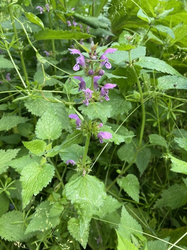 Spotted deadnettle