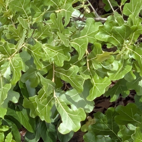 blackjack oak