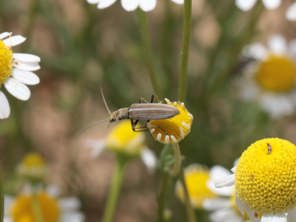 Chitona suturalis