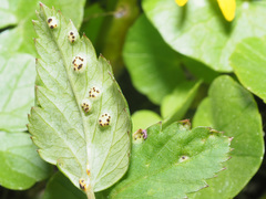 Puccinia aegopodii