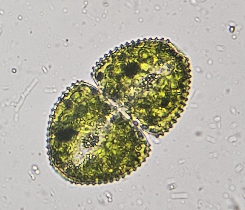 Cosmarium ovale, 2026-06-06