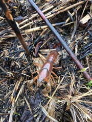 Procambarus gracilis