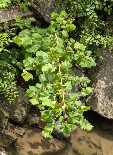Sycamore