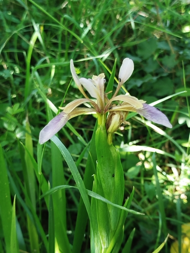 Stinking iris
