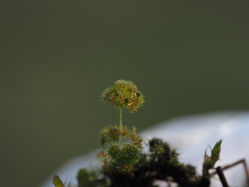 Nitella tenuissima observed 2026-04-25