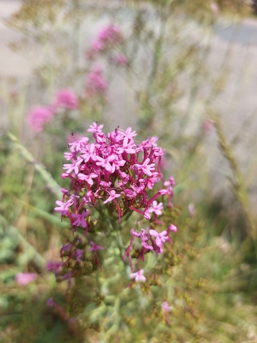 Red Valerian