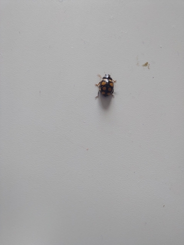 Coccinula quatuordecimpustulata