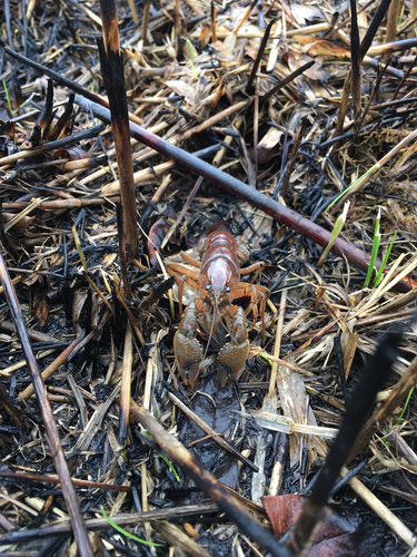 Procambarus gracilis