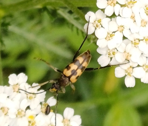 Judolia erratica