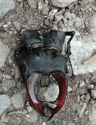 European Stag Beetle