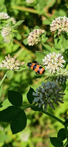 Bee-eating Beetle