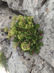 Iberis semperflorens