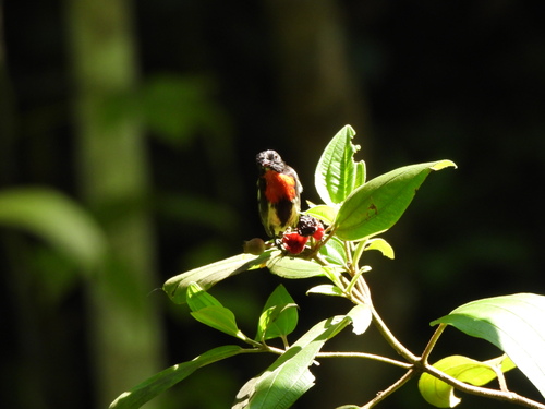 Dicaeum celebicum