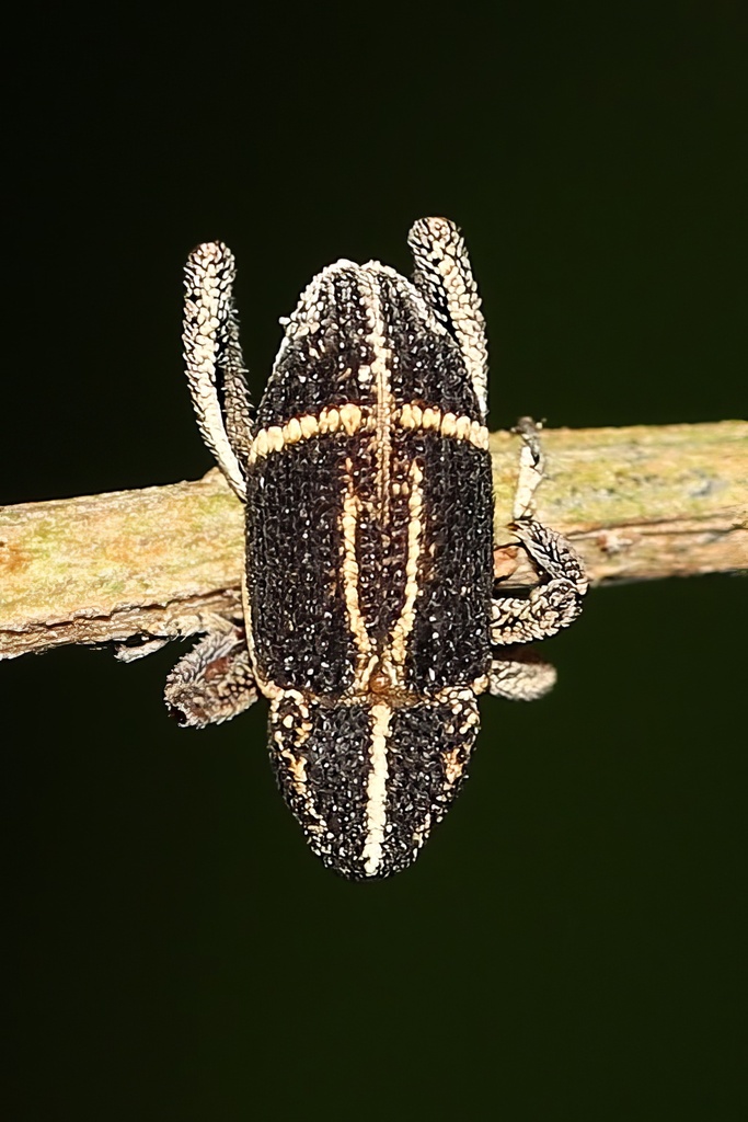 Cyamobolus