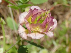 Trifolium grandiflorum
