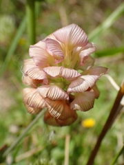 Trifolium grandiflorum