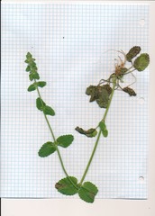 Stachys crenata