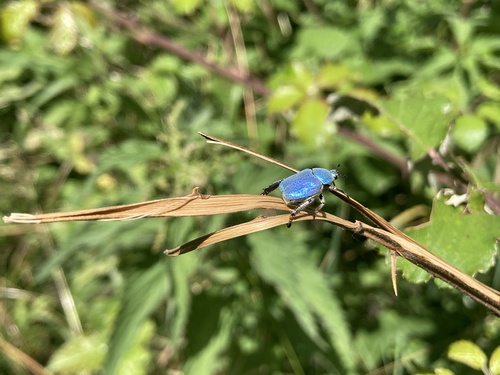 Cerulean Chafer Beetle