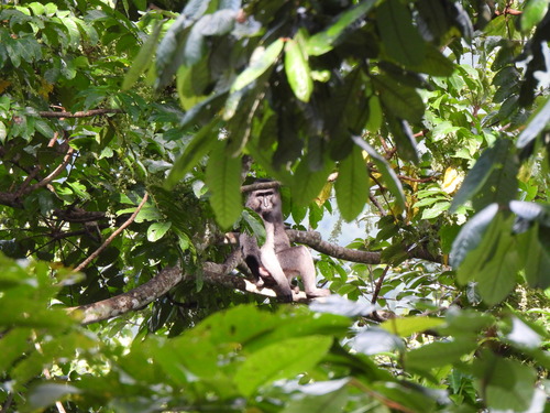 Macaca ochreata