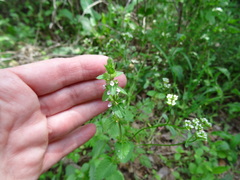 Stachys crenata
