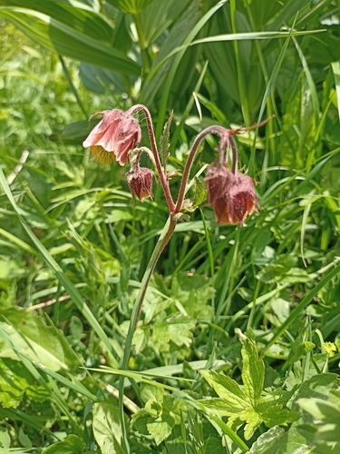 Water Avens