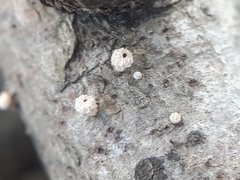Lachnellula occidentalis
