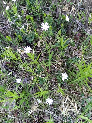 greater stitchwort