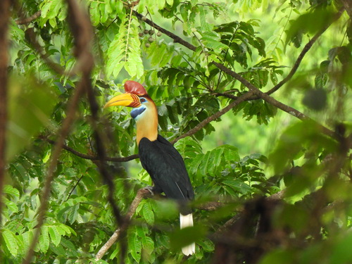 Rhyticeros cassidix