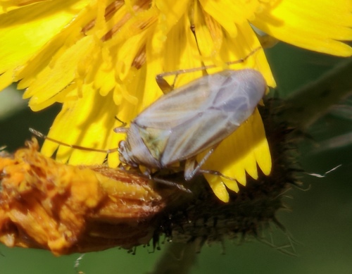 Hoplomachus thunbergii
