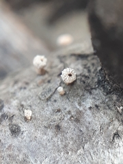 Lachnellula occidentalis