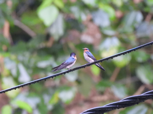 Hirundo javanica