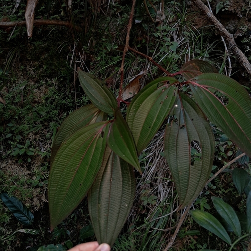 Miconia nervosa