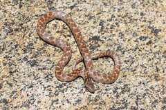 Hypsiglena ochrorhynchus klauberi