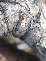 Lachnellula occidentalis
