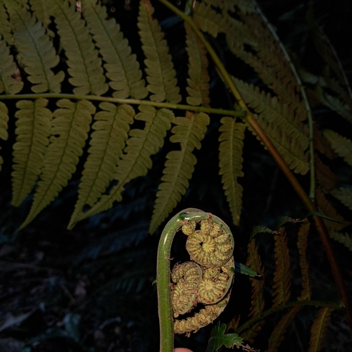 Cyathea pungens
