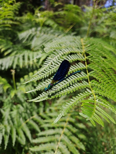 Beautiful Demoiselle