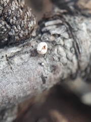 Lachnellula occidentalis