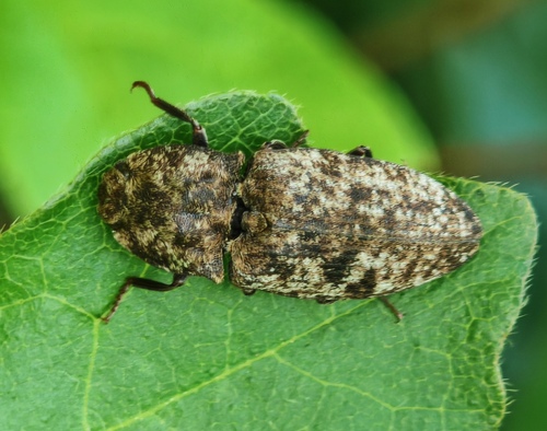 Mottled dingy-brown click beetle