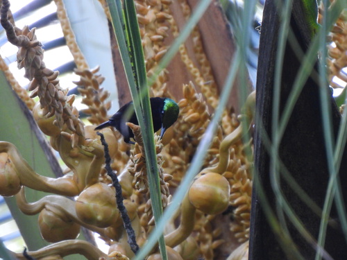 Leptocoma sericea