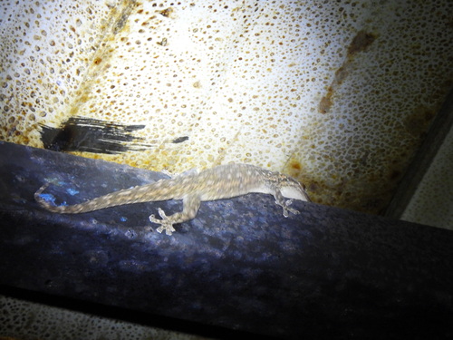 Hemidactylus frenatus