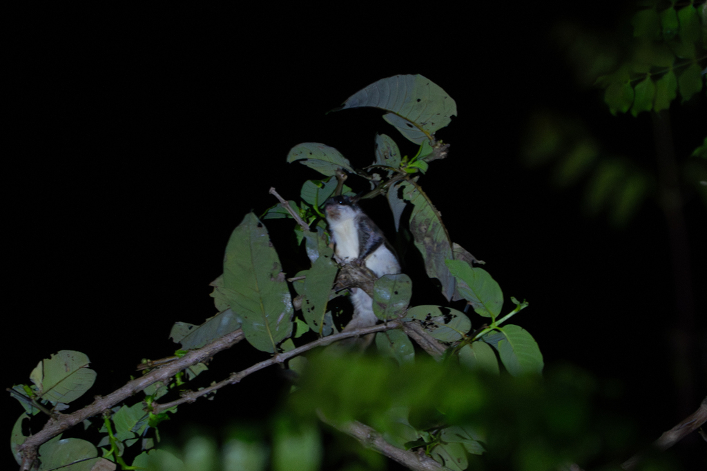 Priapomys