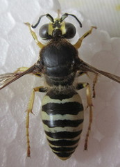Bembix tarsata