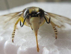 Bembix tarsata